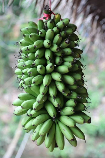 Букет Маленьких Зеленых Бананов — стоковое фото