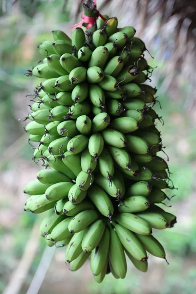 Bunch Small Green Banana — Stock Photo, Image