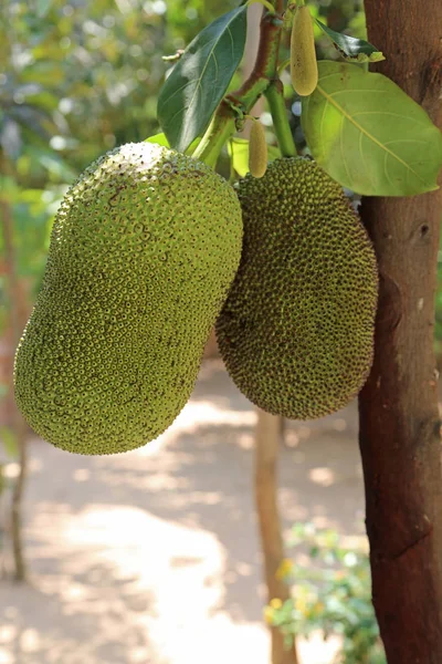 Jackfruit - fast-growing tropical Asian tree related to the breadfruit tree