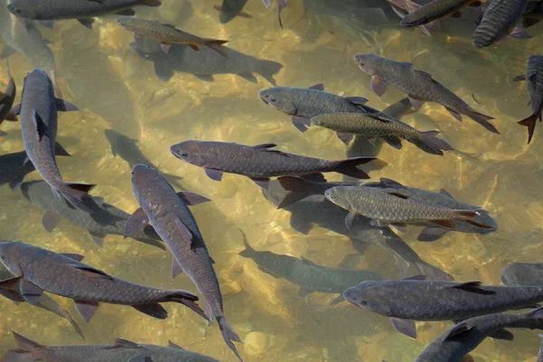 Peixes Grandes Nadam Água — Fotografia de Stock