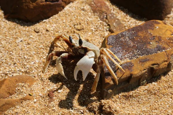 Big crab on the beach in Thailand, Koh Wai island