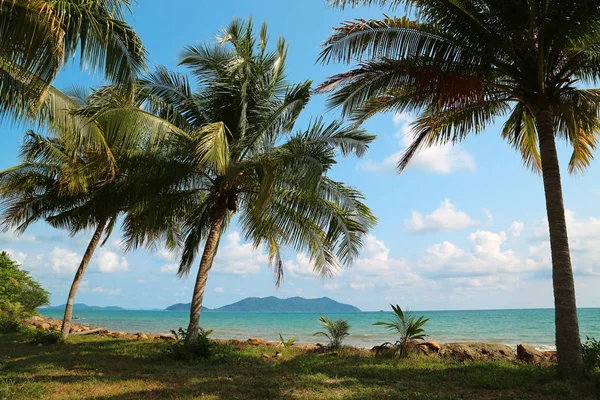 Koh Chang Adası'Thailan Hindistan cevizi avuç içi