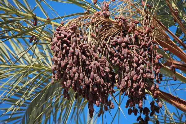 Dates Palm Date Fruit Blue Background — Stock Photo, Image