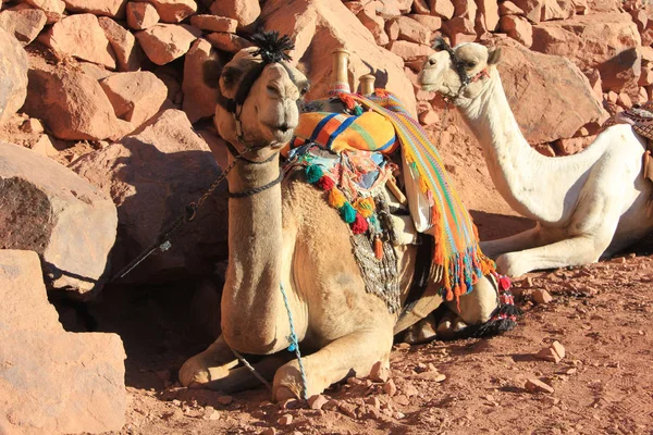 Camelos Montanha Moisés Península Sinai Egito — Fotografia de Stock