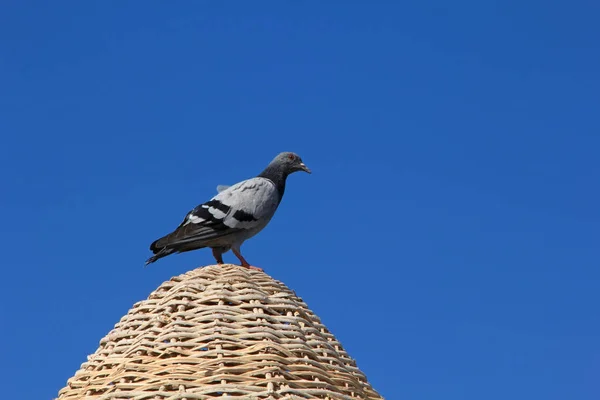 Grey Pigeon Sit Beach Umbrella Egypt — Stock Photo, Image