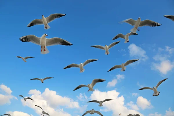Birds fly in the clouds. Seagulls fly on the beach in Dubai. Seagulls on a background of sky and cloud