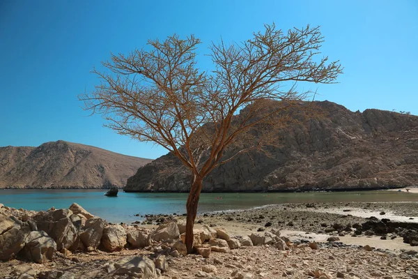 Μοναχικό Δέντρο Χωρίς Φύλλα Σουλτανάτο Του Ομάν Musandam Στον Κόλπο — Φωτογραφία Αρχείου