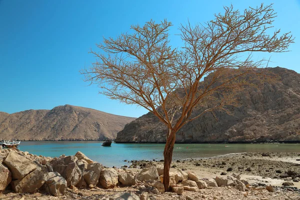 Μοναχικό Δέντρο Χωρίς Φύλλα Σουλτανάτο Του Ομάν Musandam Στον Κόλπο — Φωτογραφία Αρχείου