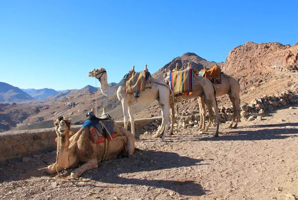 Camellos Montaña Moisés Península Del Sinaí Egipto — Foto de Stock