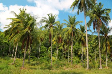 Koh Chang Adası'Thailan Hindistan cevizi avuç içi