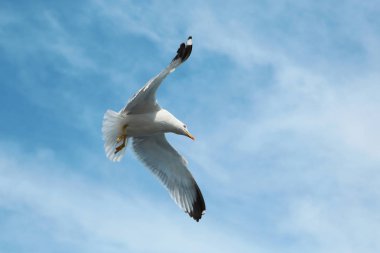 Gökyüzünde uçan martı. Kuş sinek bulutlar