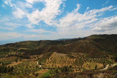 Zeytin plantasyonları Kassandra Yarımadası'nda, Chalkidiki, Yunanistan Nea Skioni köyü yakınlarında. Nea Skioni bir köy olup bir toplumda Yarımadası Kassandra, Chalkidiki, Yunanistan