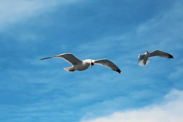 Gaviotas Volando Cielo Las Aves Vuelan Las Nubes — Foto de Stock