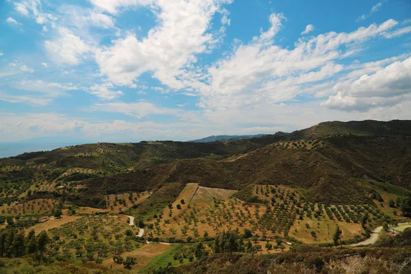 Zeytin plantasyonları Kassandra Yarımadası'nda, Chalkidiki, Yunanistan Nea Skioni köyü yakınlarında. Nea Skioni bir köy olup bir toplumda Yarımadası Kassandra, Chalkidiki, Yunanistan