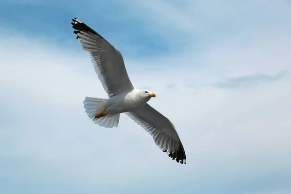 Gaviota volando en el cielo — Foto de Stock