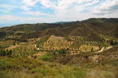 Zeytin plantasyonları Kassandra Yarımadası'nda Nea Skioni Köyü yakınındaki