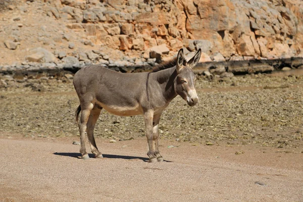 Ezel op het strand — Stockfoto