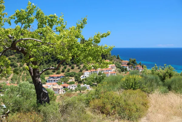 Yeşil ağacın yanında Nea Skioni Köyü, Kassandra Yarımadası'nda, Chalkid