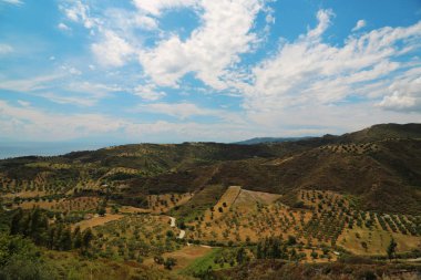 Zeytin plantasyonları yakınındaki Nea Skioni Köyü, Yunanistan