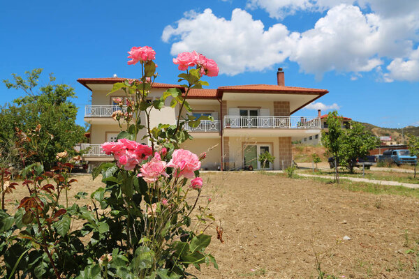 Roses flower near beautiful summer cottage
