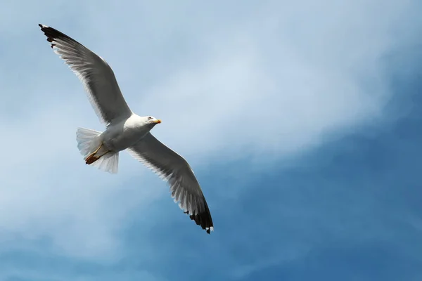 Meeuwen die in de lucht vliegen — Stockfoto