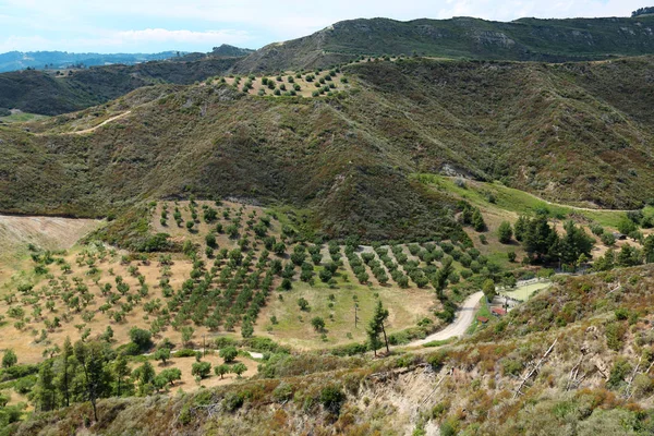 Olive planteringar nära Nea Skioni village, Grekland — Stockfoto