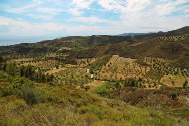 Zeytin plantasyonları Kassandra Yarımadası'nda Nea Skioni Köyü yakınındaki