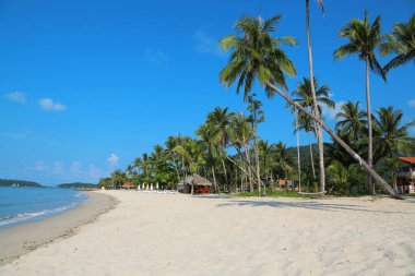 Koh Chang Adası Tayland Hindistan cevizi avuç içi