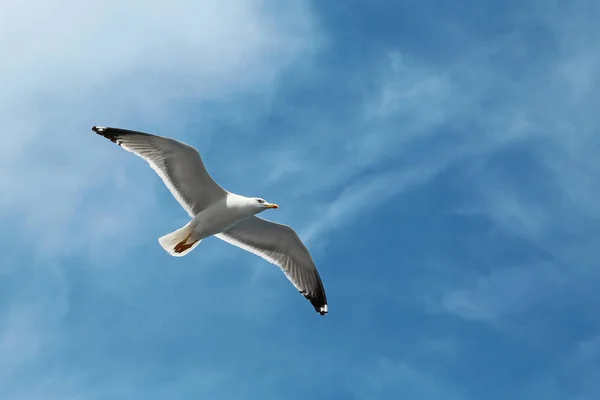 Meeuwen die in de lucht vliegen — Stockfoto