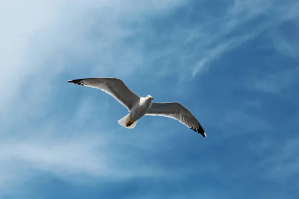 Gaviota volando en el cielo — Foto de Stock