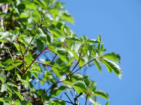 Wilde Trauben auf blauem Hintergrund — Stockfoto