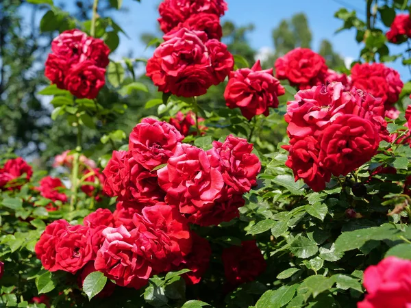 Arbusto de rosa com folhas verdes — Fotografia de Stock