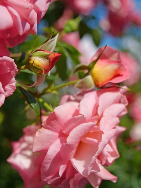 Arbusto de rosa com folhas verdes — Fotografia de Stock