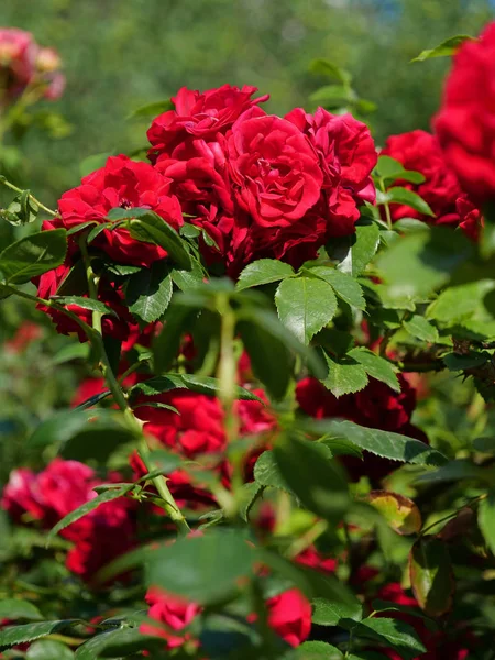 Arbusto de rosas con hojas verdes — Foto de Stock