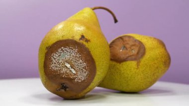 Mor arka planda küfle kaplı armutlar. Çürük meyveler, olgunlaşmış armutlar.