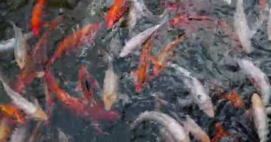 Koi, balıklar suda yüzer.