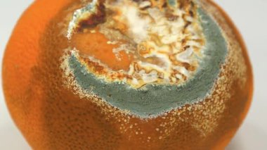 Çürük mandalina. Mandalina küfle kaplı. Gri arkaplanda çürük turunçgil meyvesi, yakın plan yakınlaştırma videosu