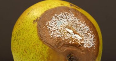 Olgun ve çürük armut, küf ve mantarla kaplı. Bozulan meyvelerin süreci. Çürüyen meyveler. Kalıpla kaplı büyük çürük armut koyu arkaplan, yakın çekim video