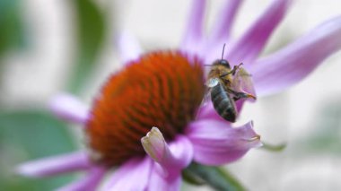 Güzel bir ekinezya çiçeğinin yaprağının üzerinde oturan bir arı. Sonra arı uçup gider. Ekinezya - papatya familyasındaki bitkisel bitki cinsi
