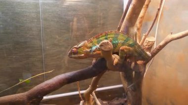 Güzel bukalemun teraryumdaki dallarda sürünür. Bukalemunlar ya da bukalemunlar, Chamaeleonidae familyası, bir ağaç yaşam tarzına adapte olmuş kertenkele ailesi. Vücut rengini değiştirebilmeleriyle tanınırlar.