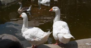 İki beyaz kaz bir göletin kıyısında duruyor. Su kuşu.