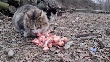 Bir kedi donmuş tavuk kemiklerini yalıyor. İkinci bir kedi geldi ve kemikleri koklamaya ve ısırmaya başladı.