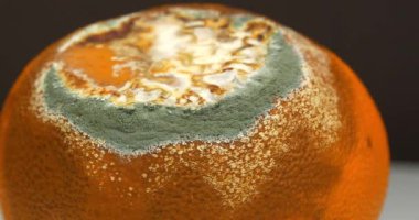 Çürük mandalina. Mandalina küfle kaplı. Çürük turunçgil meyvesi, kahverengi arka planda döner, yakın plan video