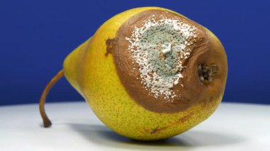 Küfle kaplı çürük armut. Çürüyen meyveler. Meyveleri bozma süreci. Olgun ve çürük armut, küfle ve mantarla kaplı.