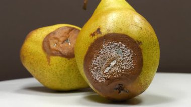 Çürük armutlar. Olgunlaşmış ve çürük armutlar. Küfle kaplı iki armut.