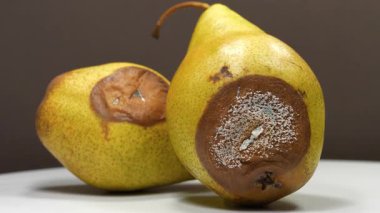 Olgunlaşmış ve çürük iki armut. Çürük meyve. Küfle kaplı armutlar