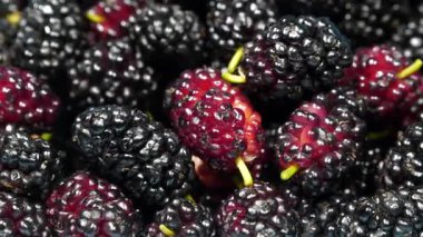 Dut çileği. Meyveleri birçok yararlı özelliği olan dut ağacı. Moraceae familyasındaki çiçek açan bitkiler cinsi olan Morus, genellikle dut olarak bilinen 19 ağaç türünden oluşur.