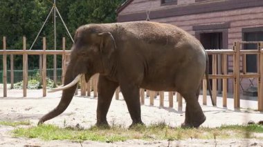 Hayvanat bahçesinde büyük bir fil yürüyor. Yavaş Hareket videosu