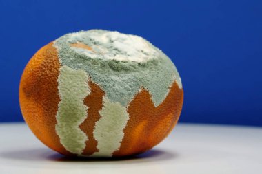 Küfle kaplanmış çürük mandalina. Olgunlaşmamış ve çürük mandalina. Küf ve mantarla kaplı. Meyveyi bozma süreci. Çürüyen turunçgil meyvesi, koyu mavi arka planda yakın plan fotoğrafı.