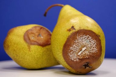 Olgunlaşmış ve çürük armutlar. Küfle kaplı iki armut. Meyveleri bozma süreci. İki armut çürümeye başlıyor. Çürük armutlar, yakın çekim.